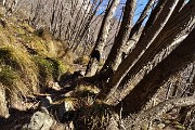 27 Nel bosco di carpini neri